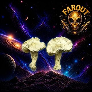 Premium Albino Zilla Mushrooms Online Canada