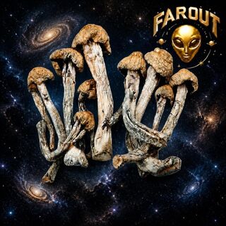 Premium Penis Envy Mushrooms Online Canada