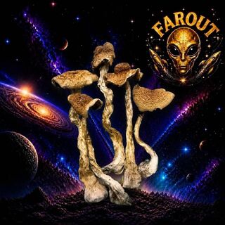 Premium B+ Mushrooms Online Canada